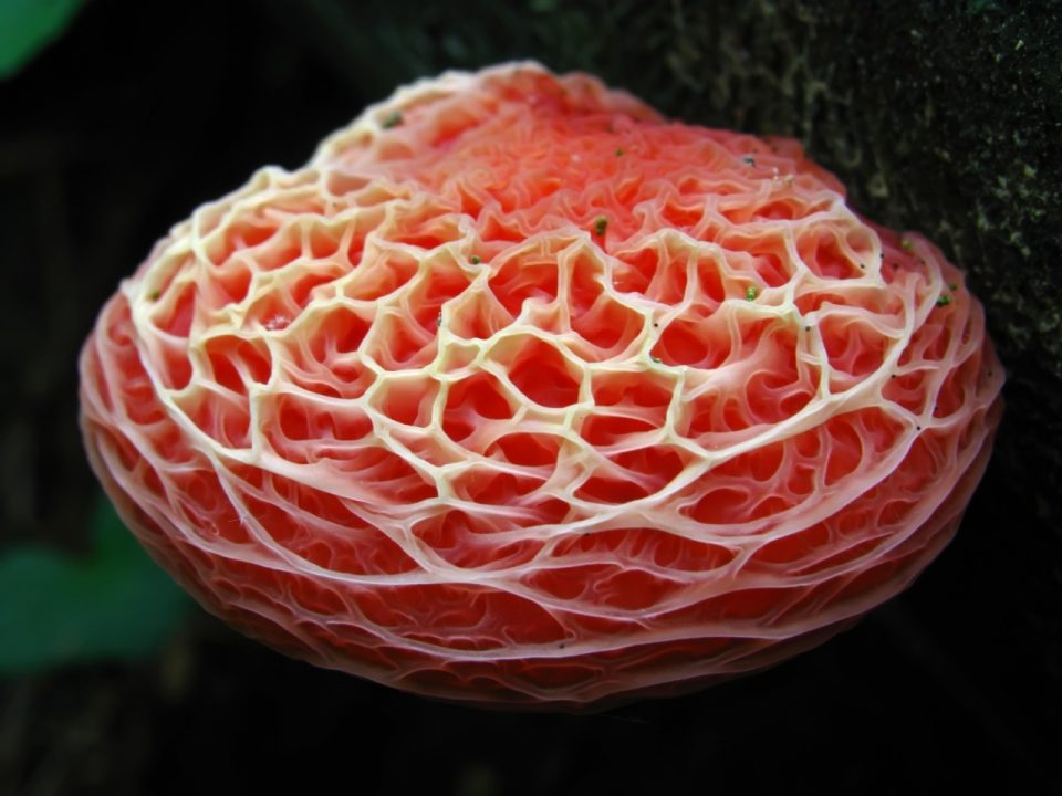 Родотус пальматус (Rhodotus palmatus) фото и описание