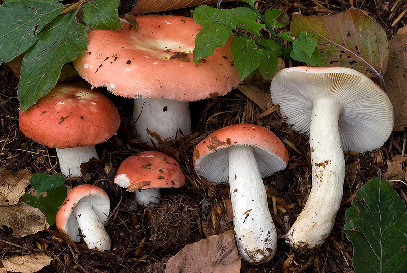 Сыроежка благородная (Russula nobilis) фото и описание
