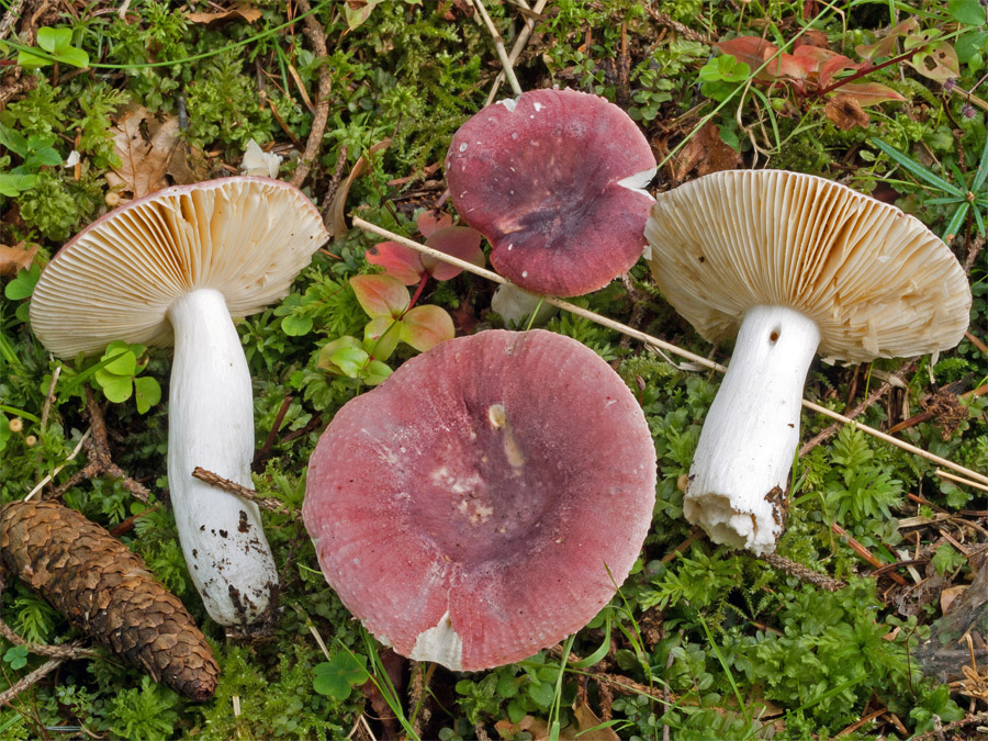 Сыроежка турецкая (Russula turci) фото и описание