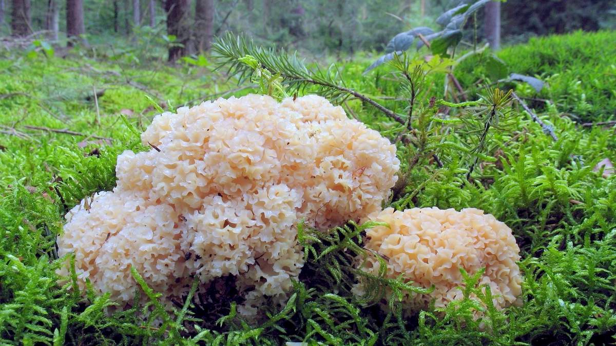 Спарассис курчавый — Sparassis crispa