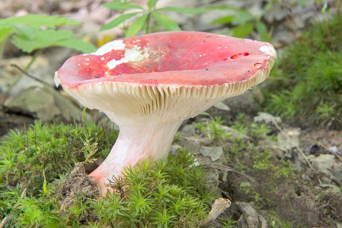Сыроежка-розовая-Russula-rosea-004.jpg