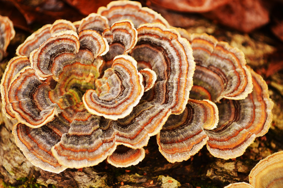 Траметес многоцветный (Trametes versicolor) фото и описание