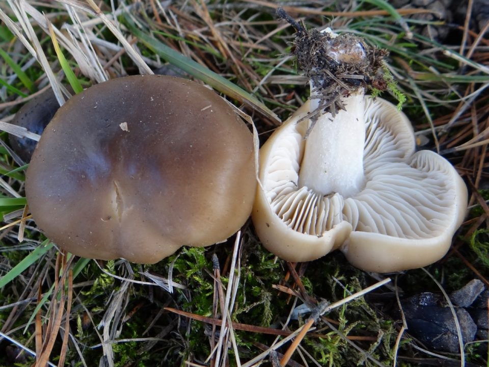 Мыльнянка (Tricholoma saponaceum) Фотографії та опис