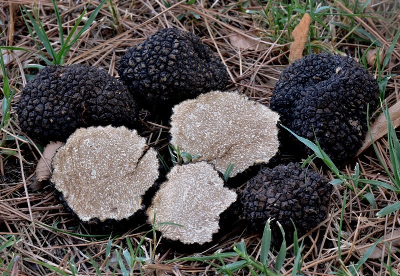Летний трюфель (Черный русский трюфель) (Tuber aestivum) фото и описание
