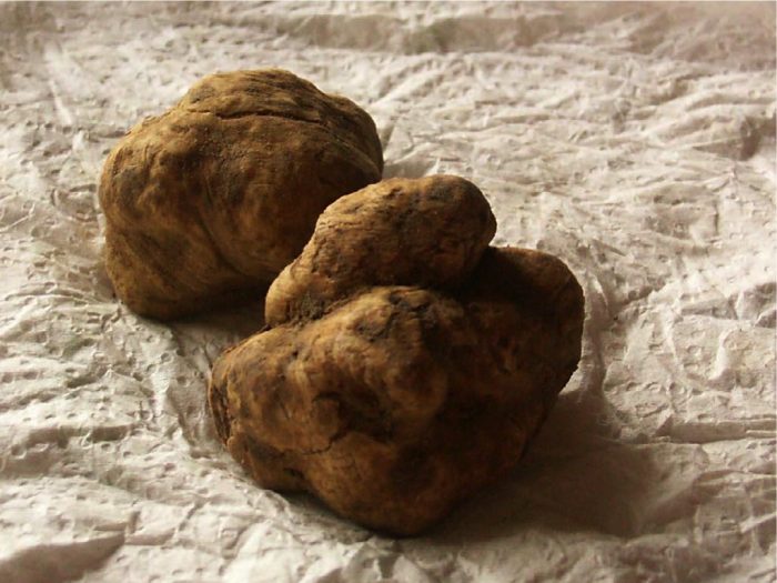 Итальянский трюфель (Tuber magnatum) фото