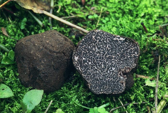 Трюфель черный, или Перигор (Tuber melanosporum) image
