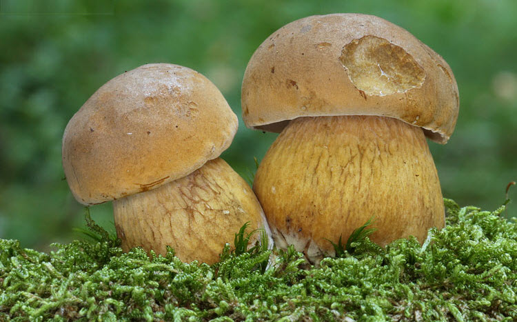 Желчный гриб (Tylopilus Felleus) — описание и фото гриба, как отличить