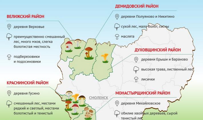 Белые грибы в Краснодарском крае: места и сезон сбора