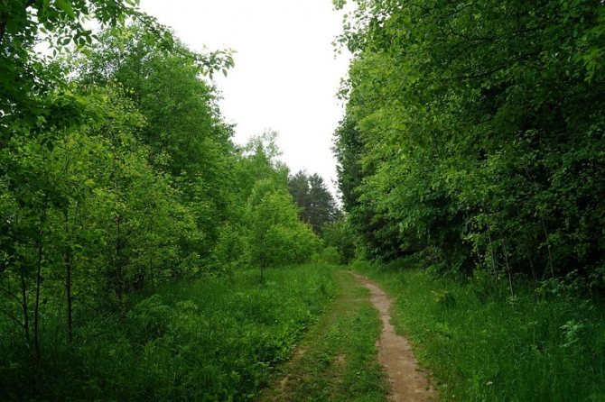 Грибные места Псковской области