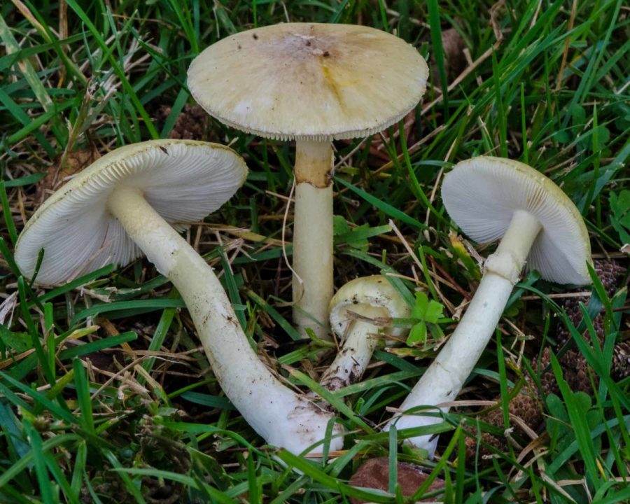 мухомор-Phalloides1-e1545497013337.jpg