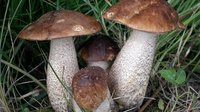 Самые эффективные способы хранения разных видов грибов в домашних условиях