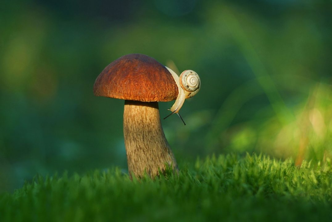Пора домой... #гриб #природа #улитка #лето#гриб #природа #улитка #лето Фотограф: Александр Гвозд | Грибы, Природа, Улитка