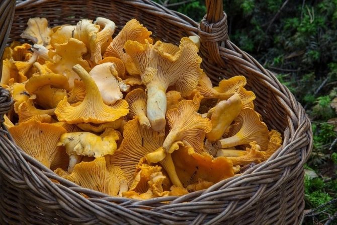 Грибные места Псковской области
