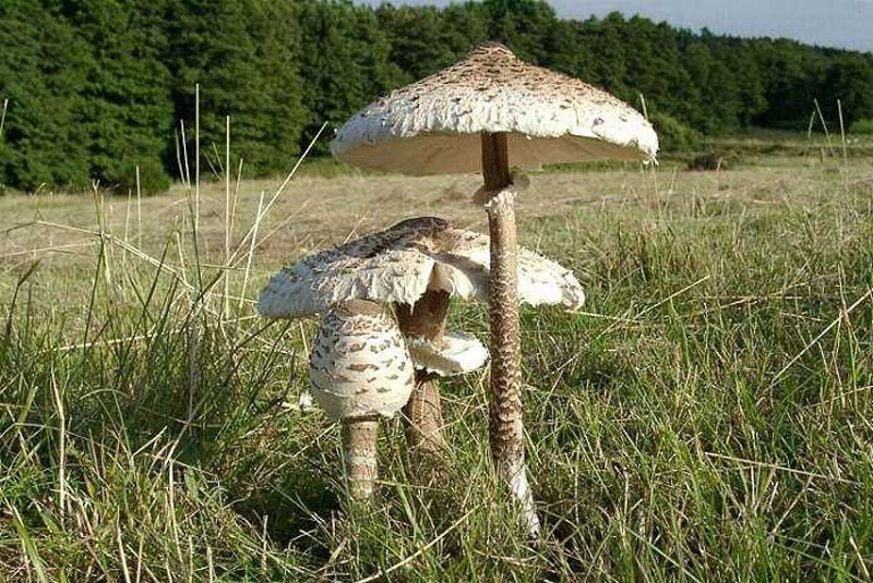 Зонты