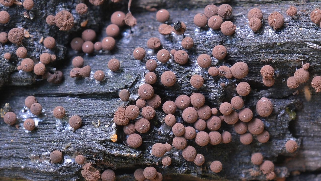 Самые маленькие грибы в мире
