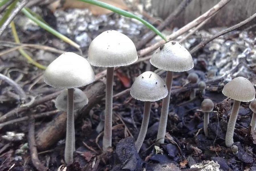 Какие грибы растут летом