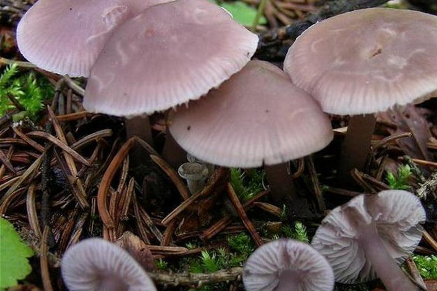 Какие грибы растут летом
