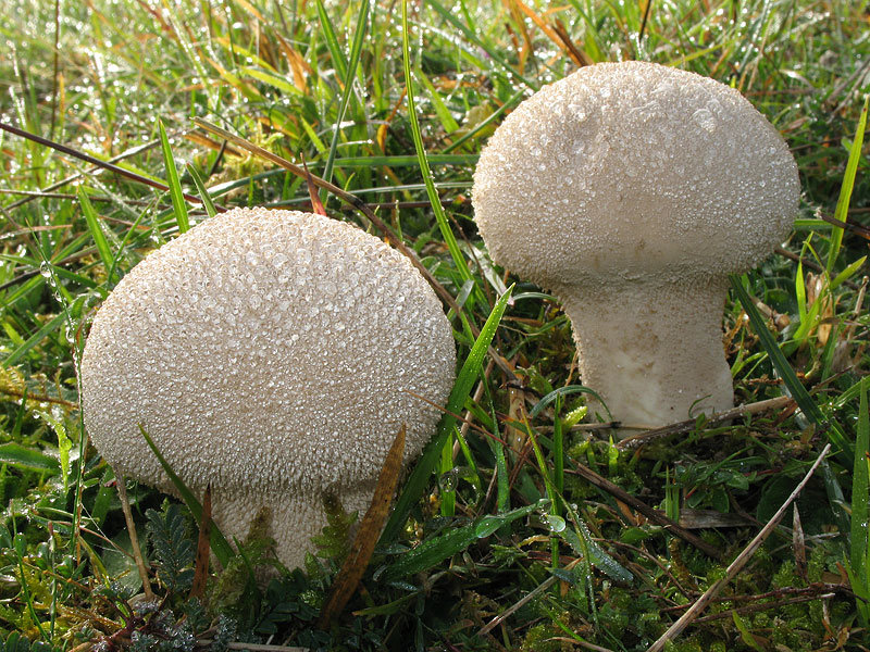 Съедобный дождевик (Lycoperdon perlatum) фото и описание