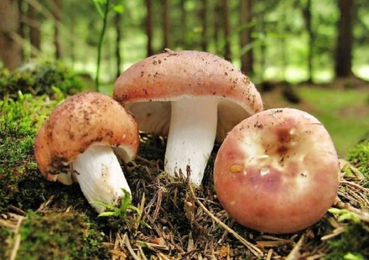 Жареные сыроежки: рецепты приготовления с картошкой на сковороде, как и сколько жарить с луком, как варить свежие грибы и можно ли без отваривания | Рецепт | Рецепты, грибы, рецепты приготовления