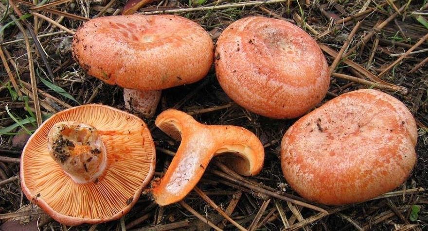 Имбирь (красный имбирь) (Lactarius deliciosus) изображение и описание