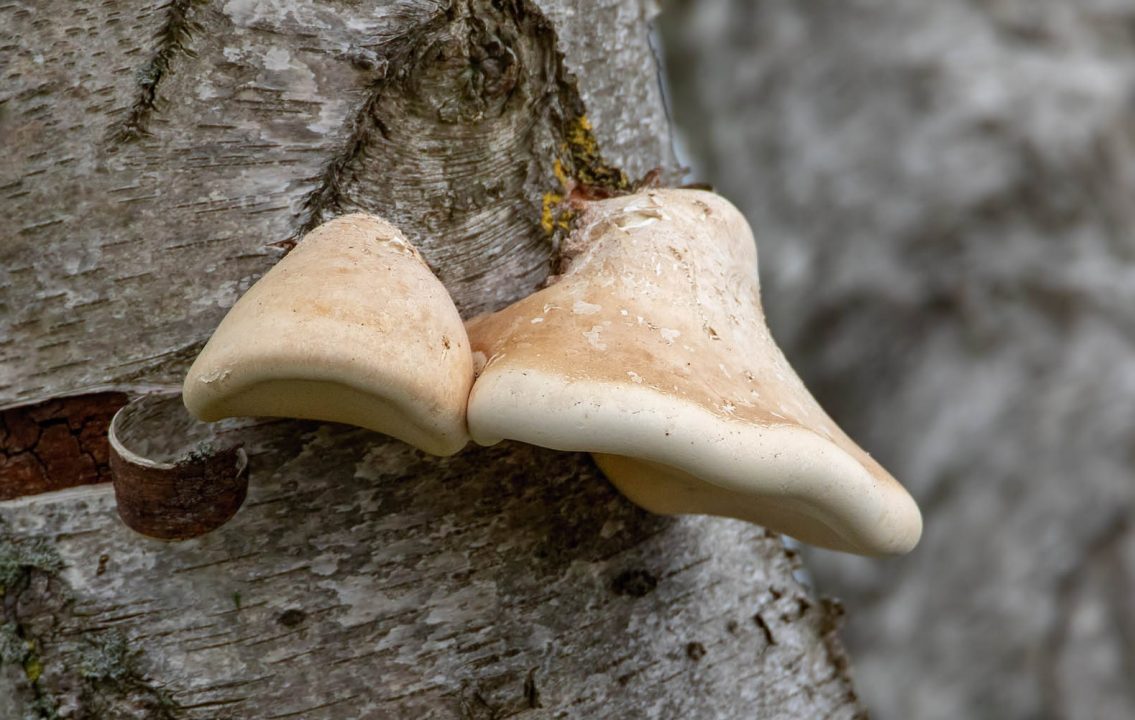 Fomitopsis betulina: полное руководство по грибам