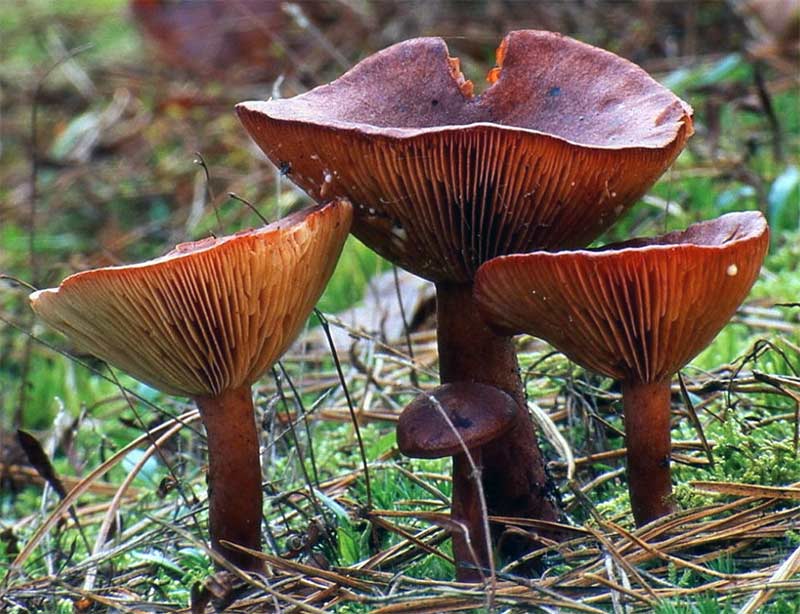 Lactarius rufus, горько-сладкий
