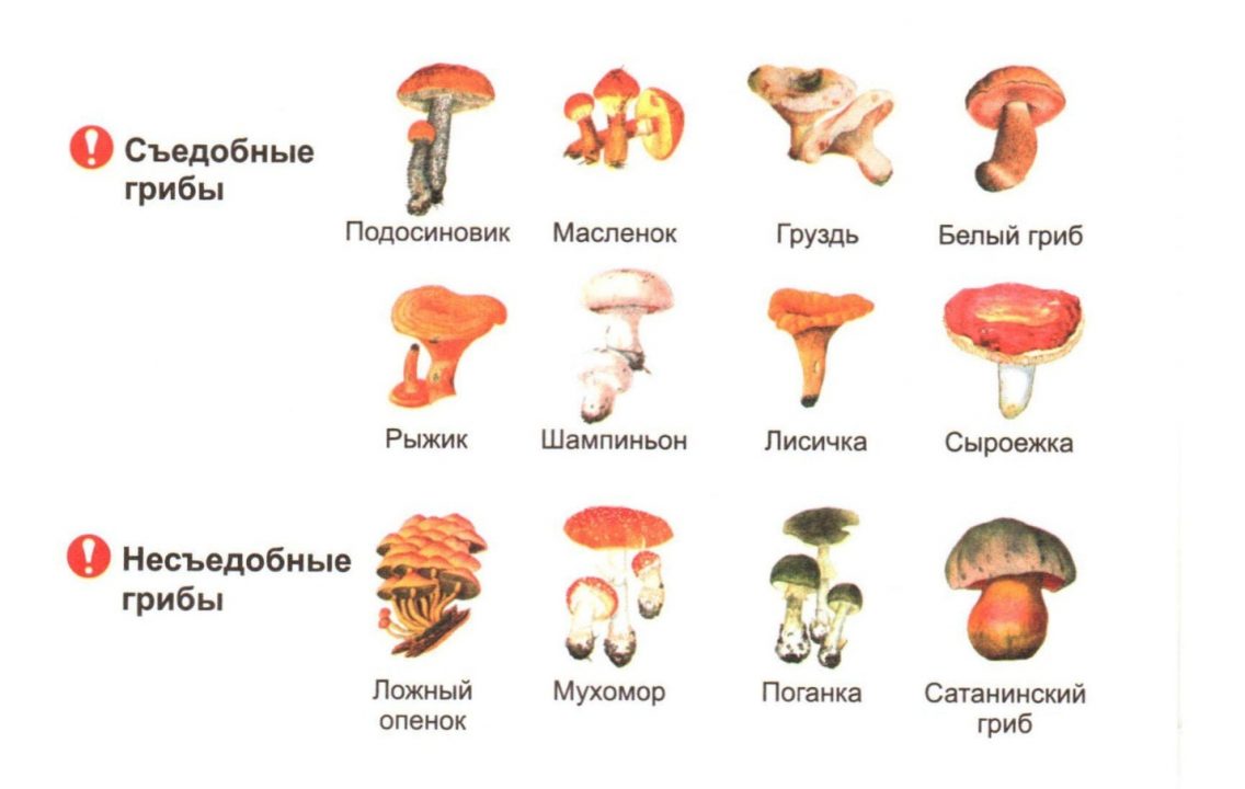 места сбора грибов в Воронеже, где собирать и куда сходить фото