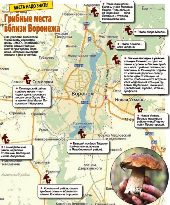 места сбора грибов в Воронеже, где собирать и куда таскать фото 2