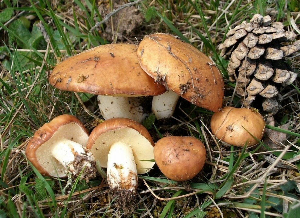 картины маслом