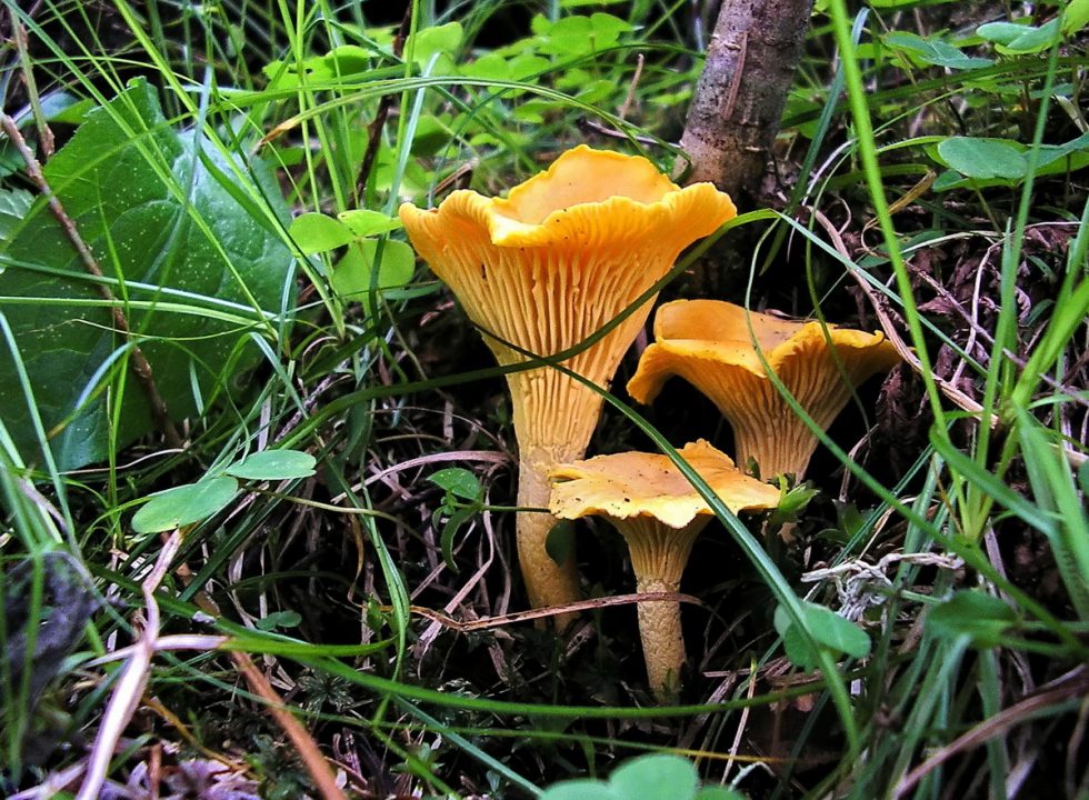картинка лисички