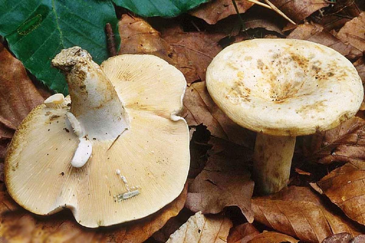 молочный гриб картинка