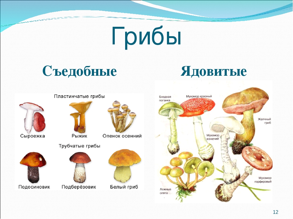 фото ядовитых и несъедобных грибов