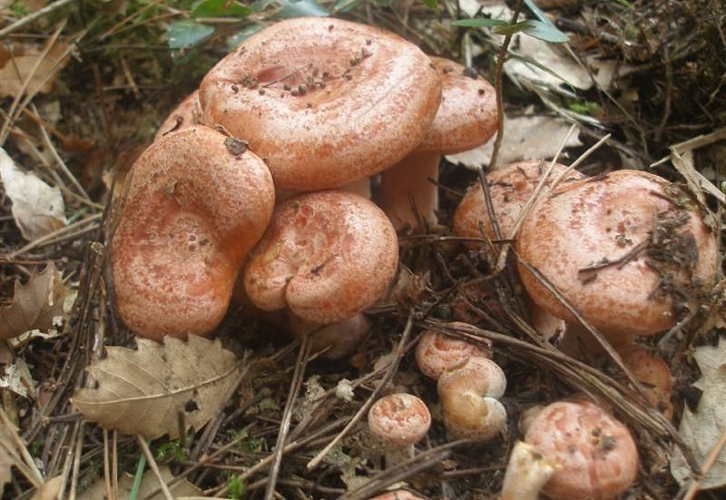 Mushroom
