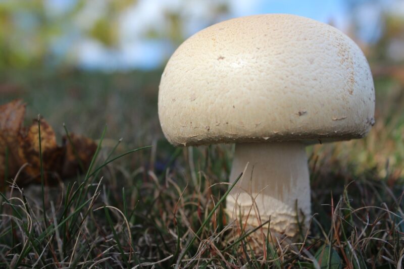 1544530107_horse_mushroom_1254040_1280-1-e1610140146816.jpg