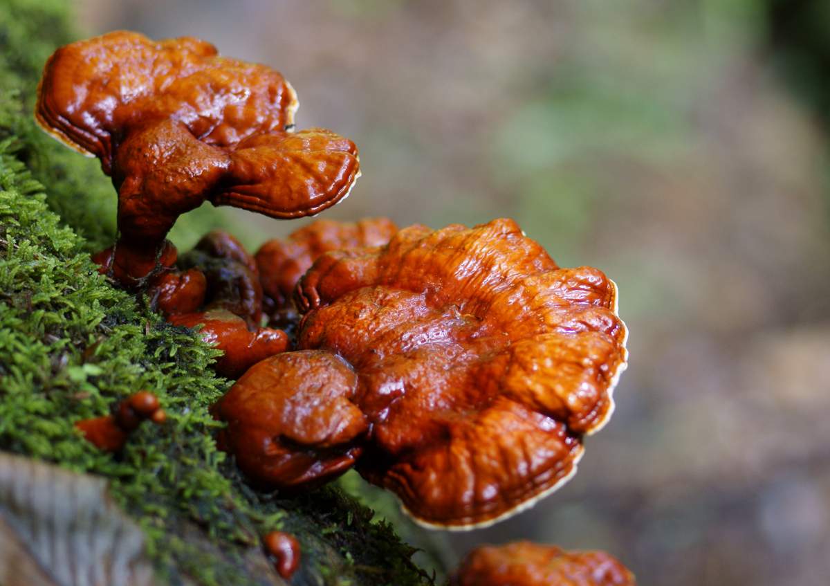 Гриб рейши (трутовик лакированный, Ganoderma, Ganoderma lucidum): что это такое, правда и ложь, где растет в России, чем полезен