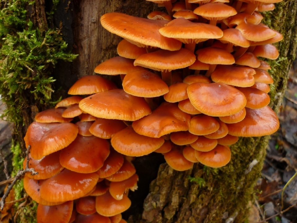 Зимний опенок (Flammulina velutipes)