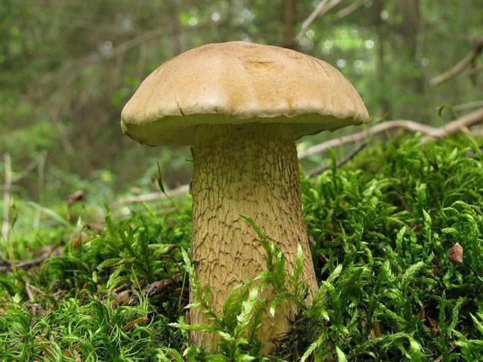 Желчный грибок (Tylopilus Felleus)