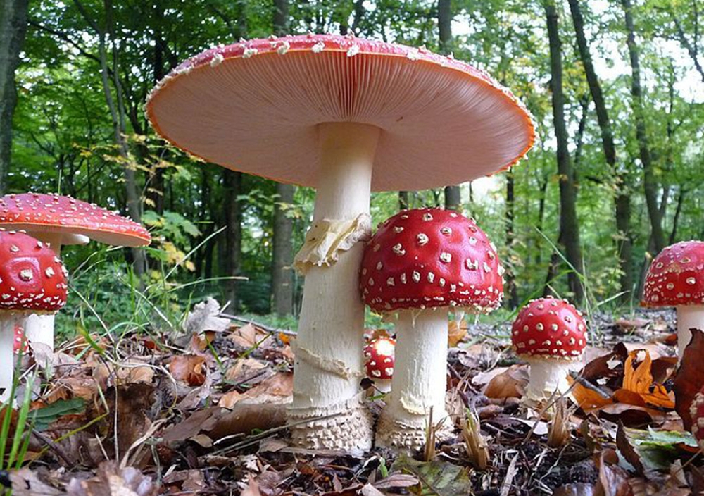 Красный мухомор (Amanita muscaria)