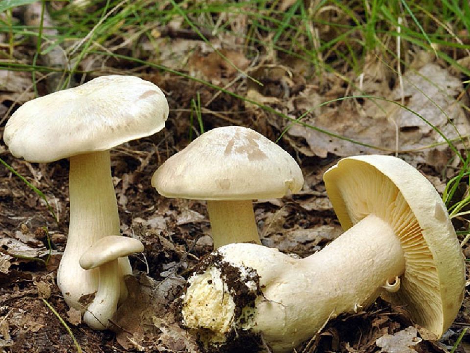 Энтолома ядовитая (Entoloma sinuatum)