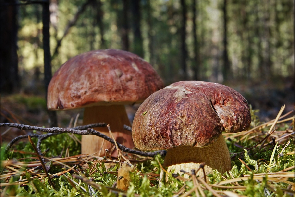 Сосна белая грибная, или горная (лат. Bolétus pinóphilus)