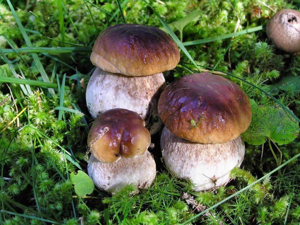 kartinki24_fungus_0012.jpg