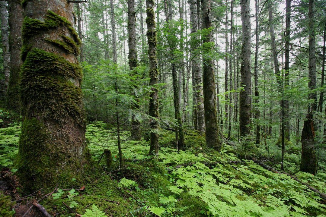 Охрана леса - Амурское отделение WWF