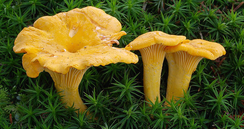 Лисичка желтая (Cantharellus cibarius) фото и описание
