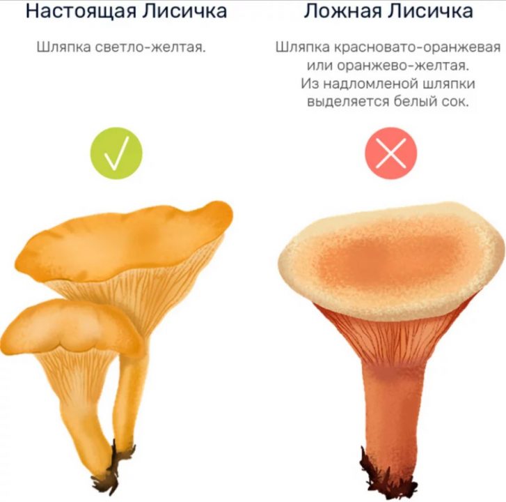 Можно ли есть сырые лисички: польза, вред, применение, рецепты