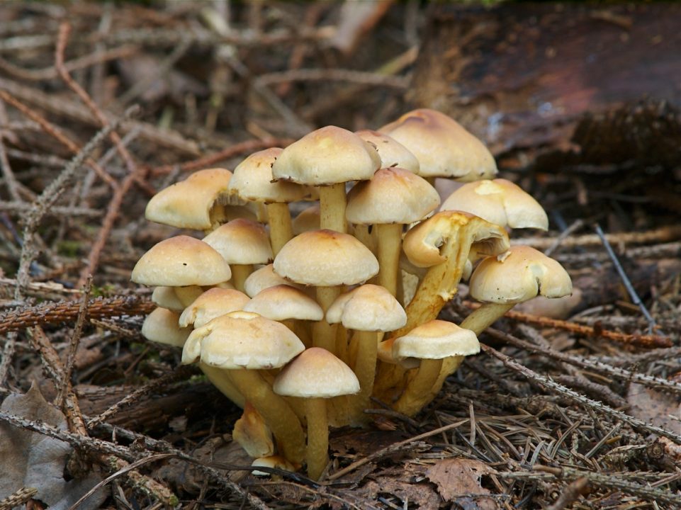 Ложный опенок серно-желтый (Hypholoma fasciculare) фото и описание
