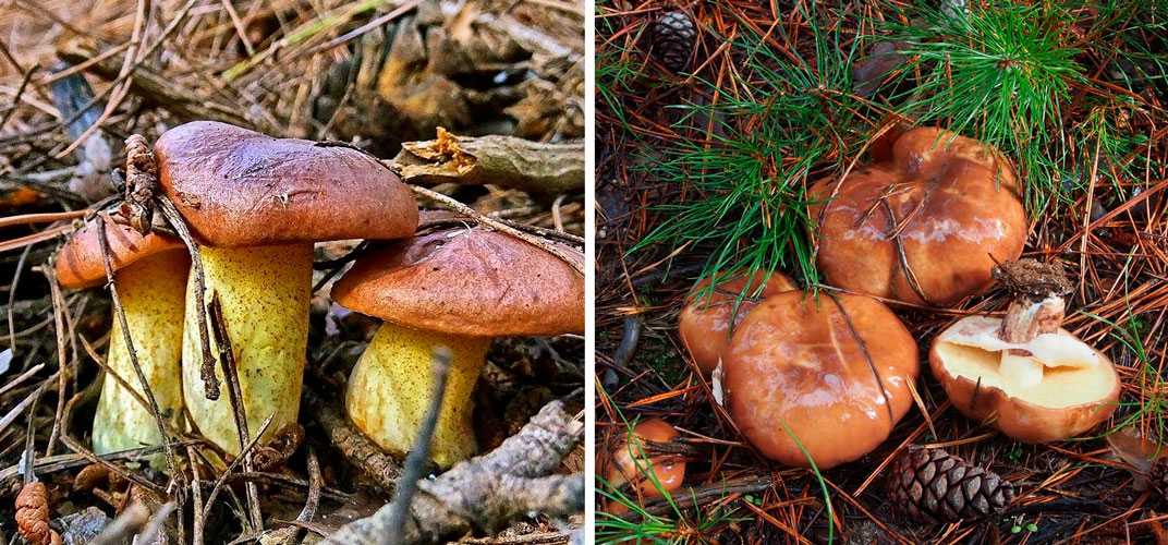 1-Желто-коричневые масла (или красные) 2-Настоящие масла