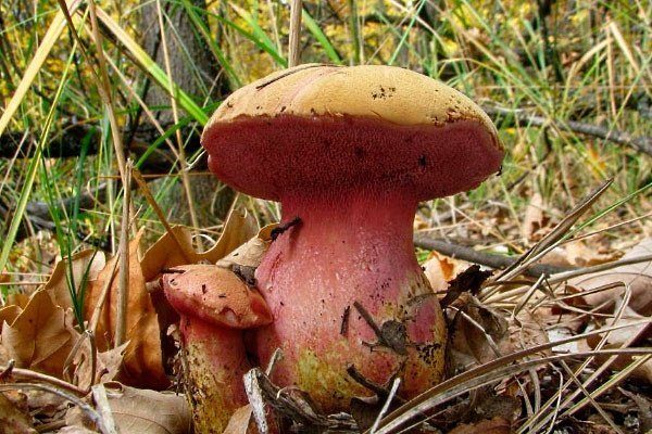 Блюдо с рубиновым маслом