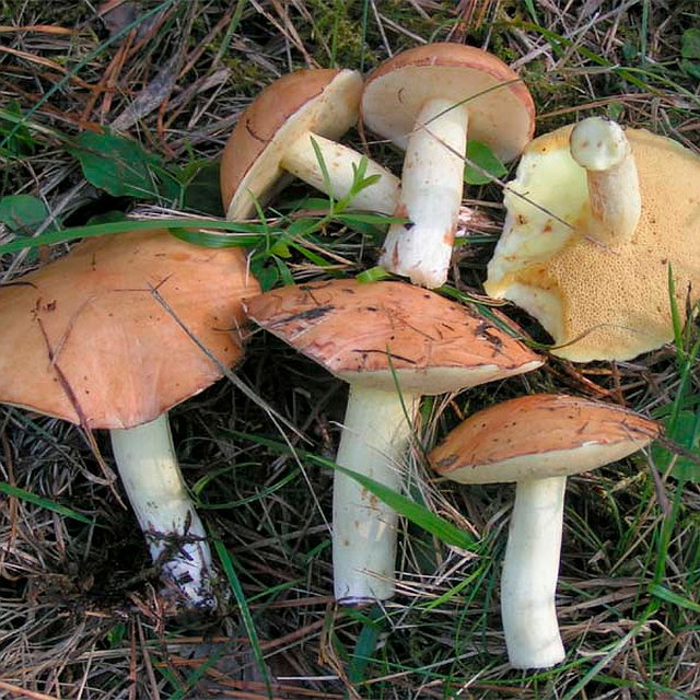 летнее блюдо с маслом