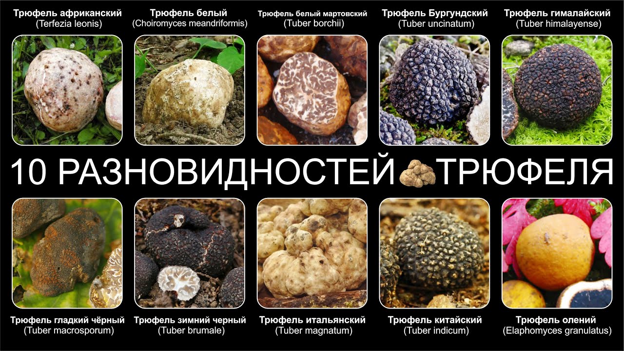 Топ 10 РАЗНОВИДНОСТЕЙ ГРИБОВ ТРЮФЕЛЯ - YouTube