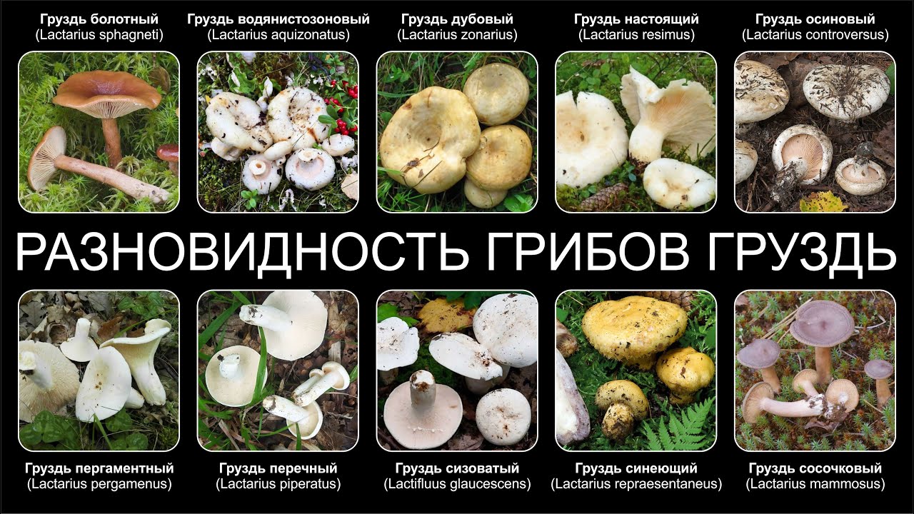 ВЫБОР ГРИБОВ БАК - YouTube